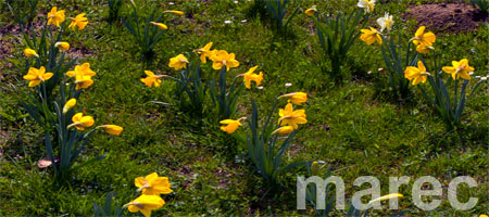 marec :: march