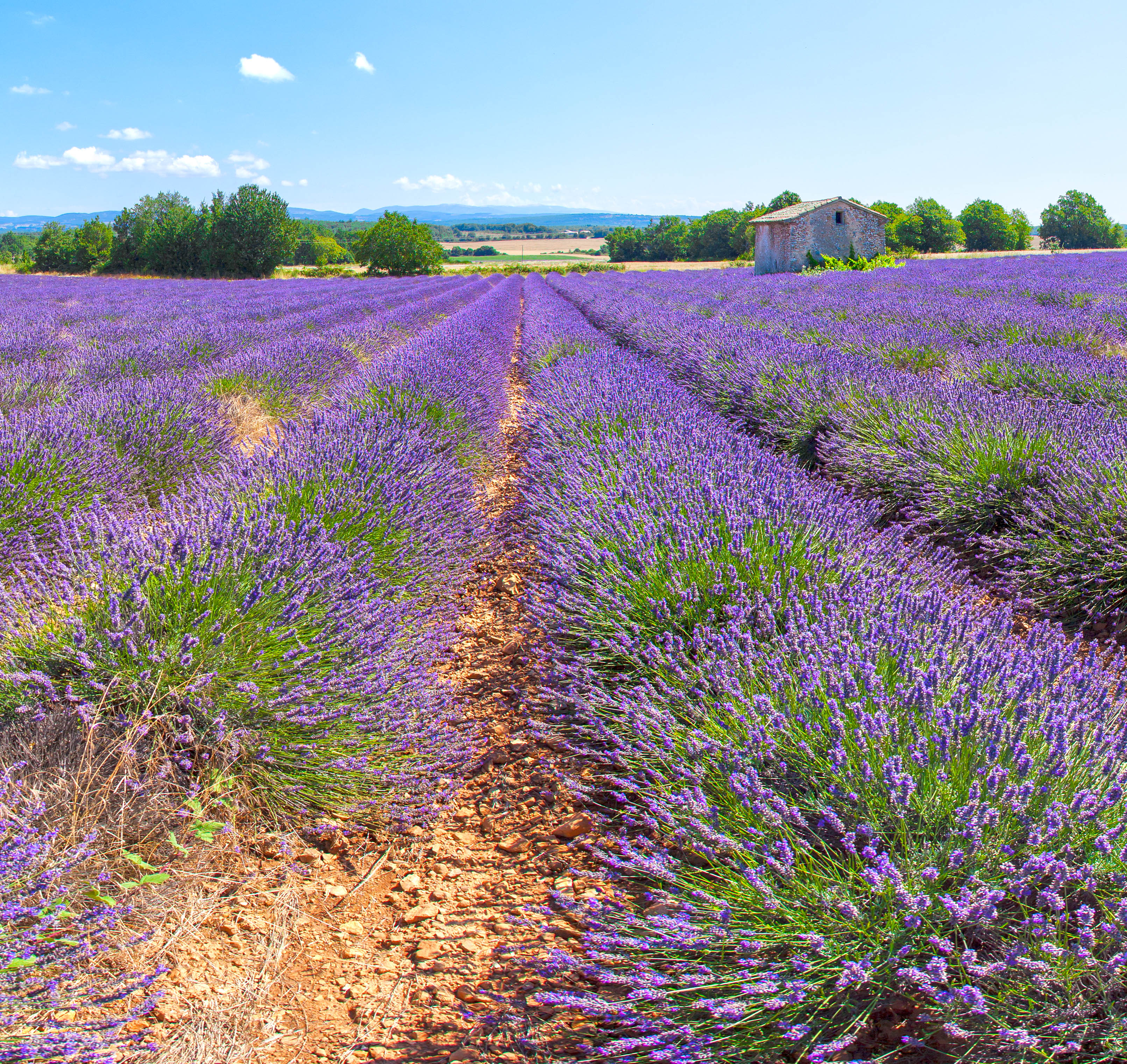 Lavender field in Porvence