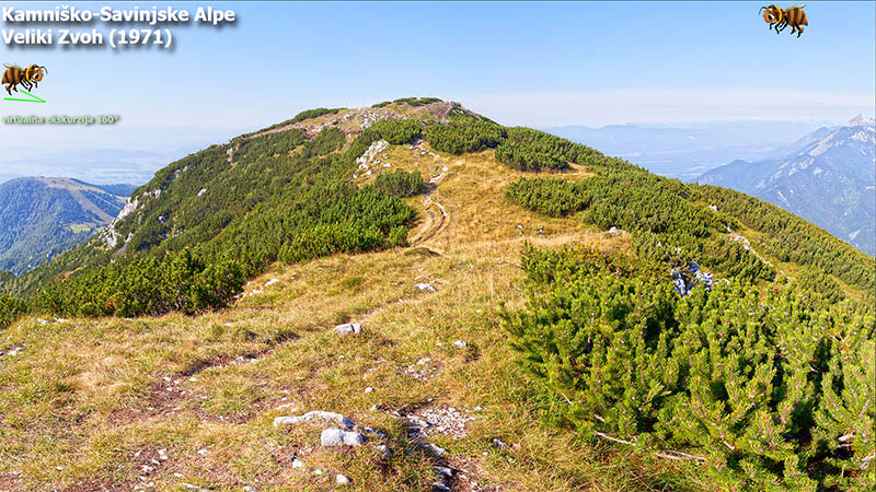 Veliki Zvoh